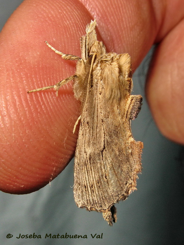 Pterostoma palpina - Notodontidae